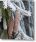 Fir Cones In Winter Metal Print