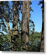 Five Balsam Poplar Trees Metal Print
