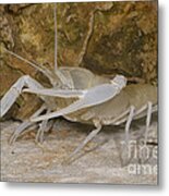 Florida Cave Crayfish Metal Print