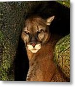 Florida Panther Metal Print