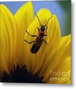 Flower And Bug Metal Print