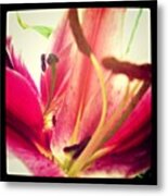 #flower #instanature #iphoneography Metal Print