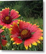 Flower Metal Print