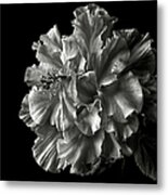 Fluffy Hibiscus In Black And White Metal Print
