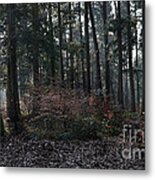 Forest Beauty Metal Print
