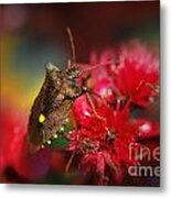 Forest Bug - Pentatoma Rufipes Metal Print