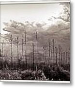 Forest Regrowth Metal Print