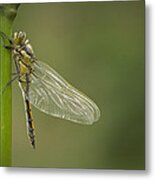 Four Spotted Chaser Metal Print