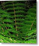 Fox Glacier Fern Metal Print