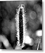 Foxtail In Black And White Metal Print