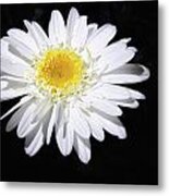 Frilly Daisy Metal Print