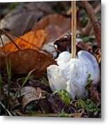 Frost Blossom Lost Valley Metal Print