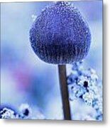 Frost Covered Mushroom, North Canol Metal Print