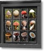 Fungus By Windowlight Metal Print