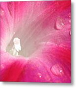 Fuschia Dew Metal Print