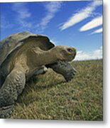 Galapagos Giant Tortoise Geochelone Metal Print