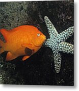 Garibaldi And Starfish Sea Of Cortez Metal Print