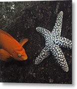 Garibaldi With Starfish Underwater Metal Print