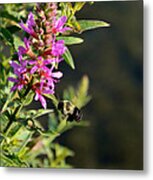 Gathering Pollen Metal Print