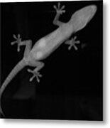 Gecko On A Window 2 Metal Print