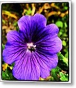 #geranium  #johnson Blue #flower Petals Metal Print