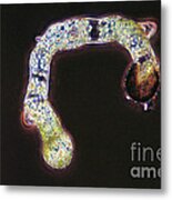 Germinating Fern Spores Metal Print