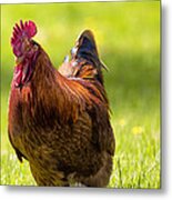 Gettin Clucky With It Metal Print