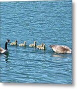 Getting Your Ducks Or Geese In A Row Metal Print