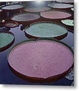 Giant Amazon Lily Pads Metal Print