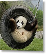 Giant Panda Ailuropoda Melanoleuca Cub Metal Print