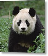 Giant Panda Portrait Metal Print