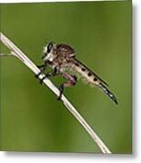 Giant Robber Fly - Promachus Hinei Metal Print