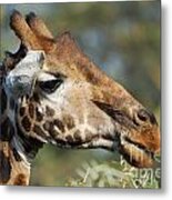 Giraffe Metal Print