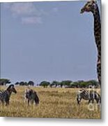 Giraffe And Zebra Metal Print