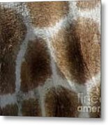 Giraffe Body Print Metal Print