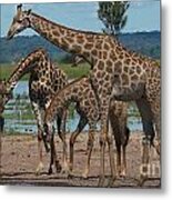 Giraffe Family Metal Print