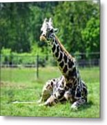 Giraffe Ii Metal Print