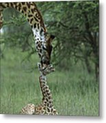Giraffe Mother And Newborn Ngorongoro Metal Print