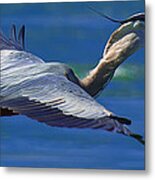Gliding Great Blue Heron Metal Print