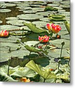Glistening Lotus Flowers Metal Print