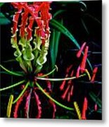 Gloriosa Lily Metal Print