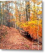 Glowing Beeches Metal Print