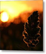 Glowing Leaf Metal Print