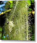 Goat's Beard Lichen Metal Print