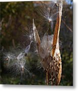 Going To Seed Metal Print