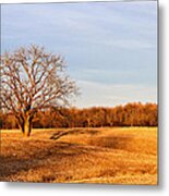 Golden Hour Shadows Metal Print