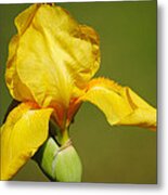 Golden Yellow Iris Metal Print