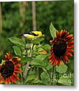 Goldfinch And Sunflowers Metal Print