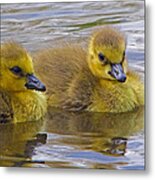 Goslings Metal Print