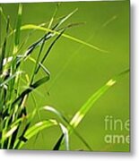 Grass Is Always Greener Metal Print